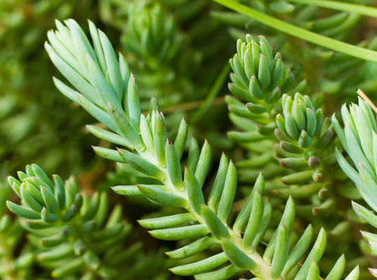 Orpin/sedum 'rupestre'