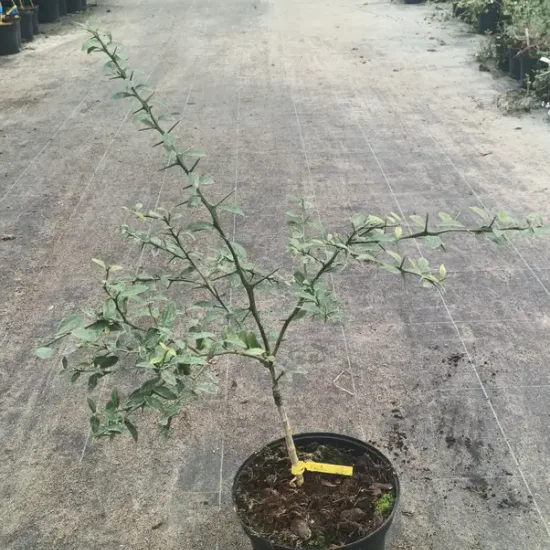 Citronnier caviar 'Faustrime' (Citrus australasica) — jeune arbuste épineux en pot sur sol de pépinière