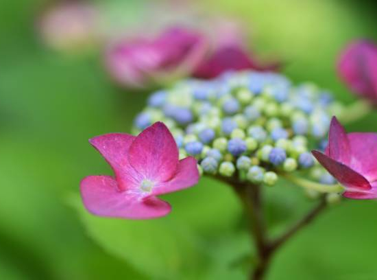 Hortensia 'Zorro rose'