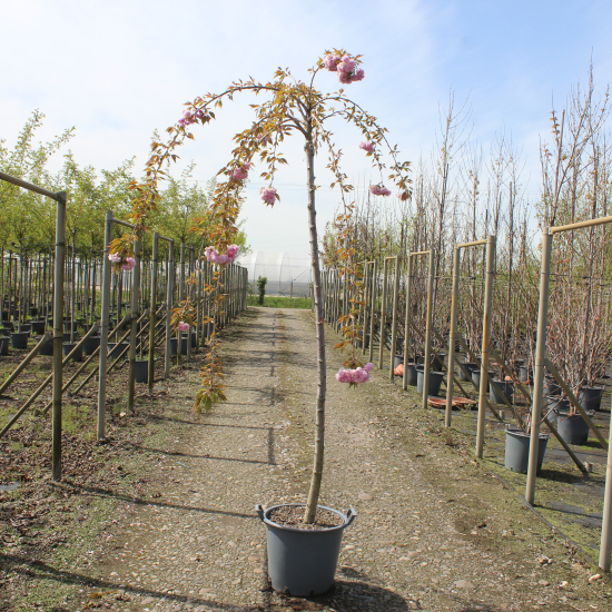 Cerisier du japon 'Kiku shidare zakura'