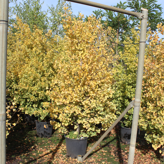 Arbre aux quarante écus 'Fastigiata blagon'