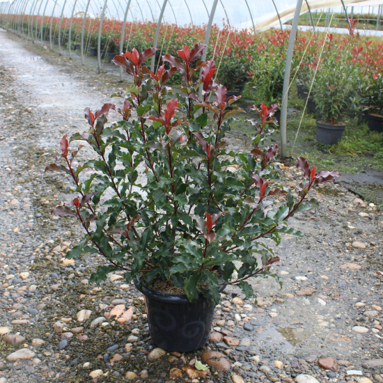 Photinia 'Magical volcano'