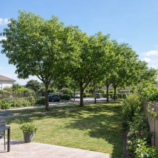 Robinier faux-acacia 'Bessoniana' (Robinia pseudoacacia) — alignement d’arbres ombrageant une pelouse de jardin