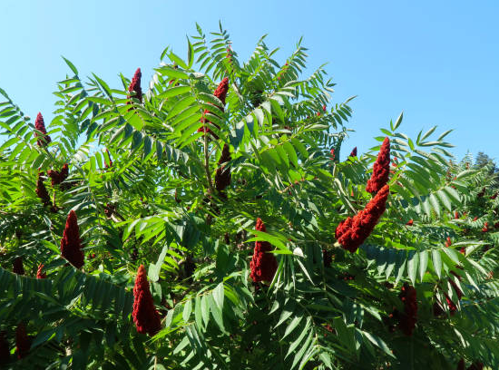 Sumac de virginie