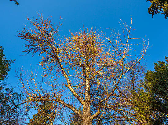 Pommier d'ornement 'Professor sprenger'