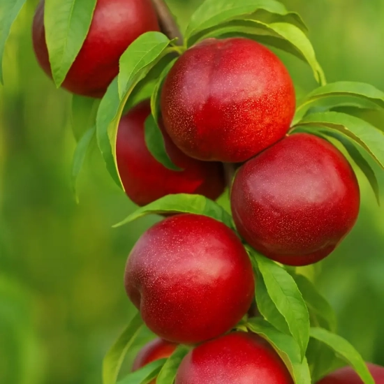 Nectarinier 'Nectarella'