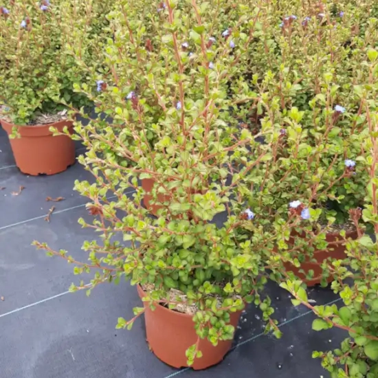 Plumbago de chine