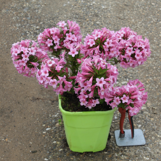 Weigelia 'Pink poppet'