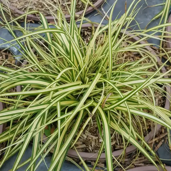 Laîche d'Oshima (Carex oshimensis) — touffe dense de feuilles fines panachées en pot · Pot 3L Touffe