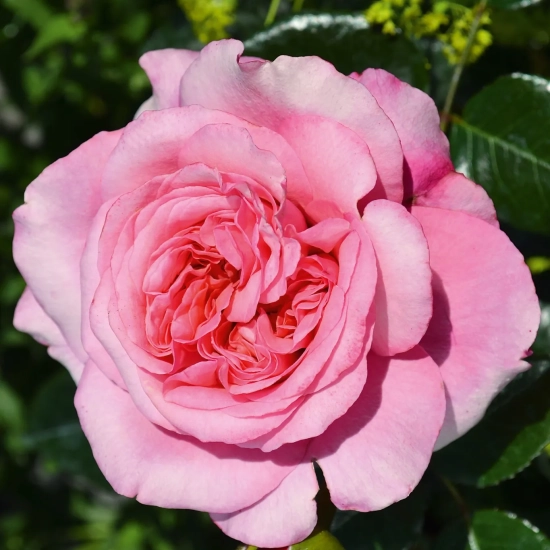 Rosier 'Pink voluptia '