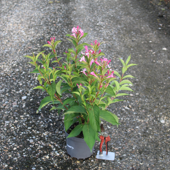 Weigelia 'Stelzneri rose'
