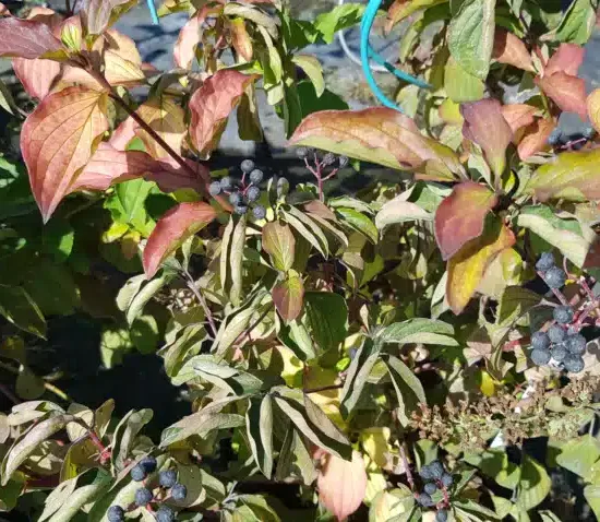 Cornouiller sanguin (Cornus sanguinea) — rameaux feuillés avec grappes de petites baies foncées · Pot 8L