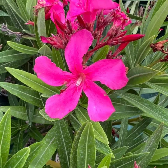 Laurier rose 'N° 12' (Nerium oleander) — gros plan sur fleur rose vif et boutons