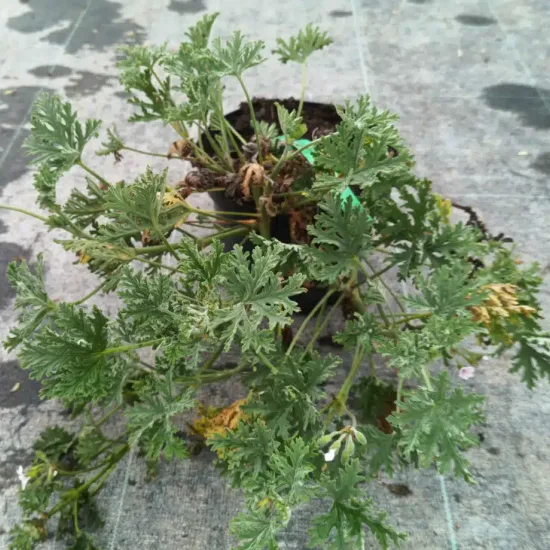Géranium au parfum de rose (Pelargonium × blandfordianum) — jeune plant ramifié au feuillage découpé en pot · Pot 3L