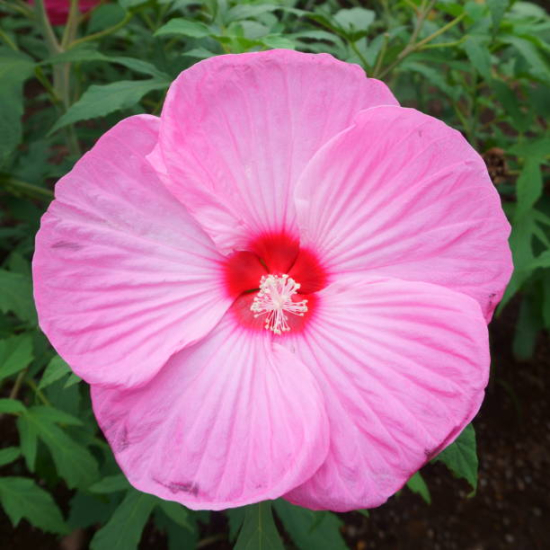 Hibiscus des marais 'Pink candy'