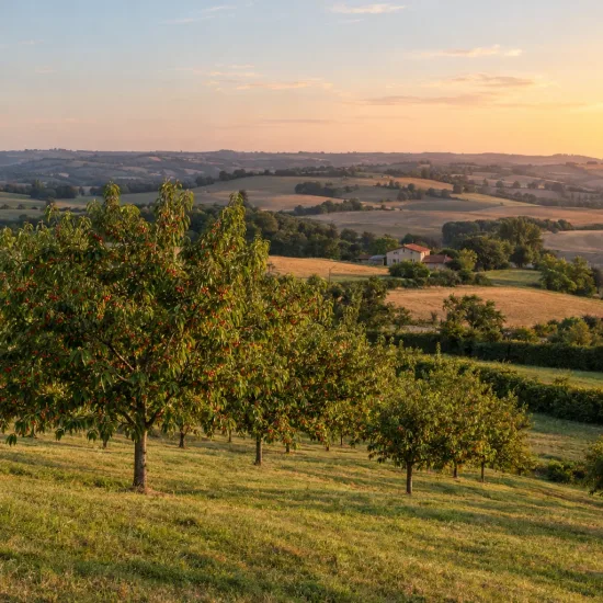 Cerisier 'Xapata' (Prunus avium) — verger de cerisiers sur colline au coucher du soleil · Photo d'illustration