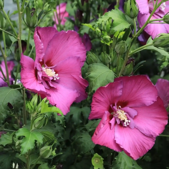 Althéa 'Hibisa sangria'