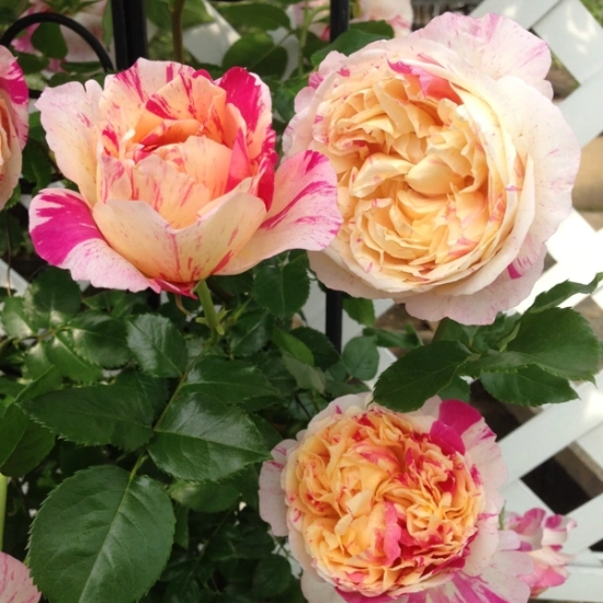 Rosier 'Julie andrieu'