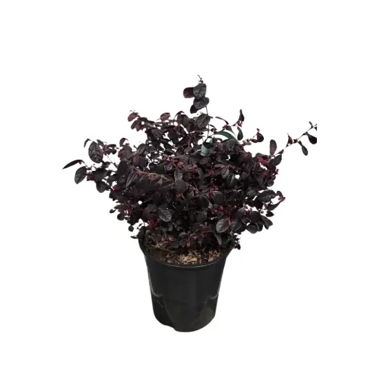 Loropétale de chine 'Black pearl' (Loropetalum chinense) — arbuste au feuillage pourpre dense en pot noir · Pot 10L