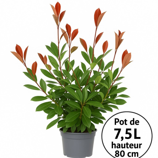 Photinia Fraser Carré Rouge