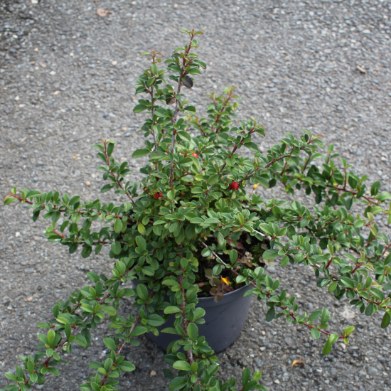 Cotonéaster 'Eichholz'