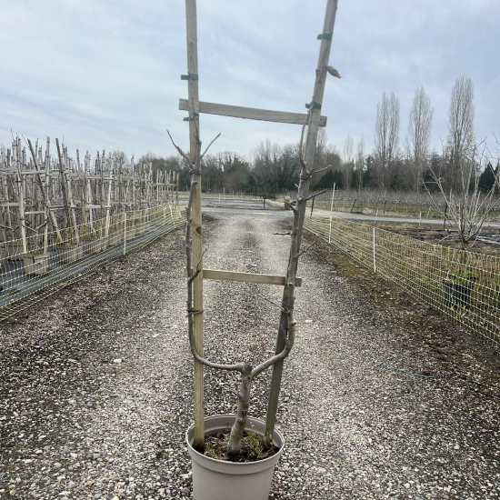 Poirier 'Delbard gourmande'