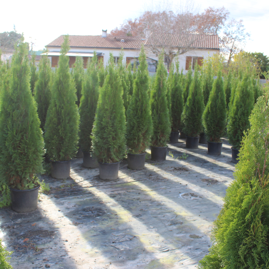 Thuya émeraude 'Emeraude'