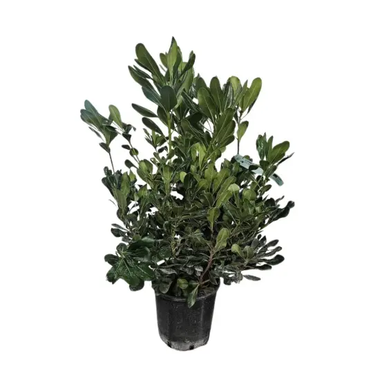 Pittospore du Japon (Pittosporum tobira) — arbuste dense au feuillage vert brillant en pot · Pot 10L