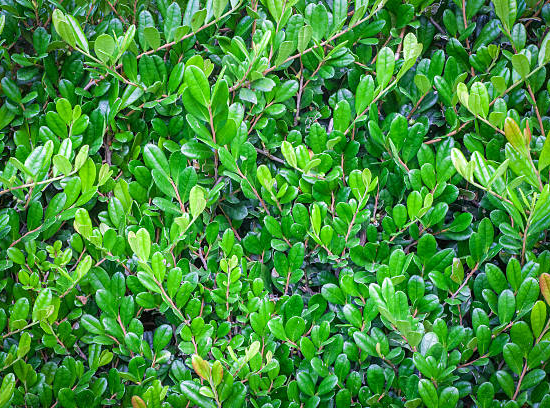 Houx crénelé 'Green hedge'