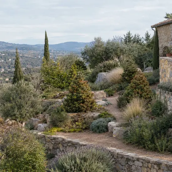 Cèdre du japon 'Bandai sugi' (Cryptomeria japonica) — massif de conifères dans jardin sec en terrasses