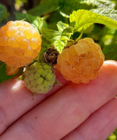 Framboisier 'Good as gold'