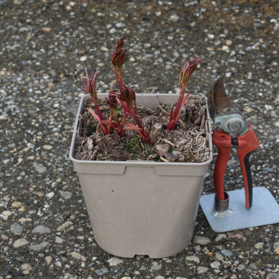 Pivoine 'Noemie demay blanc