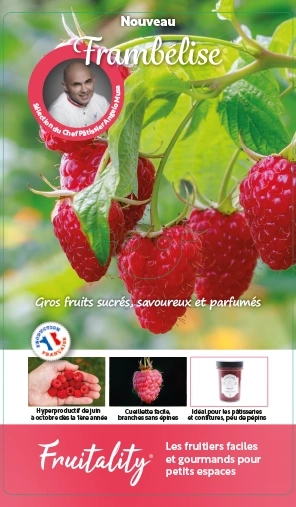 Framboisier 'Frambelise'