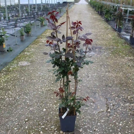 Rosier 'Le grand huit '