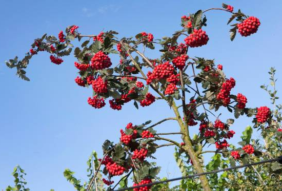 Sorbier des oiseleurs 'Red bird'