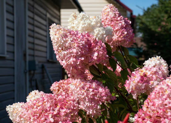 Hortensia paniculé 'Fraise melba'