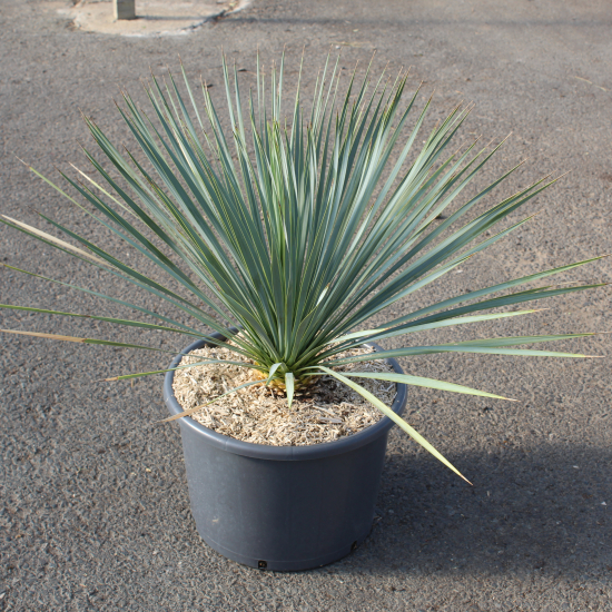 Yucca Rostrata