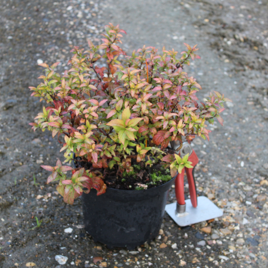 Spirée à floraison rouge 'Goldflame'