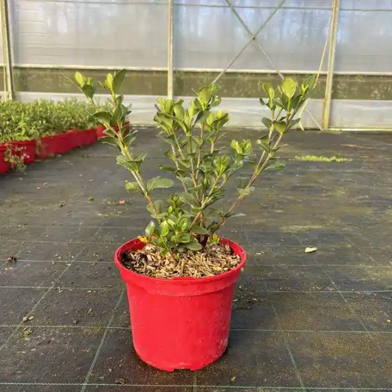 Tiaré 'Kleim s hardy'