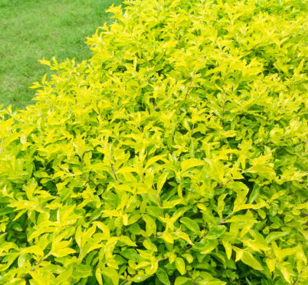 Troène de chine 'Lemon and lime'