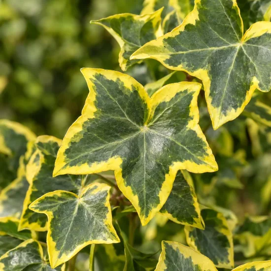 Lierre 'Goldchild' (Hedera helix) — feuilles panachées vertes bordées de jaune vif