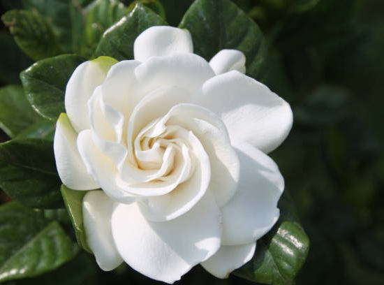 Tiaré 'Double diamonds'