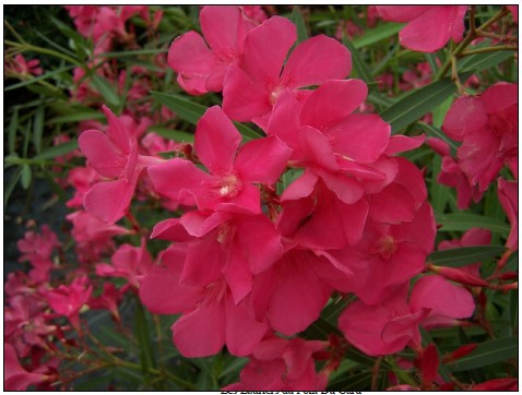 Laurier rose 'Framboise'