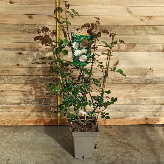 Rosier 'Blanche colombe'