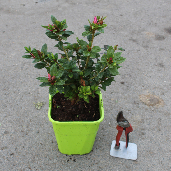 Azalée japonaise 'Empress rose vif'