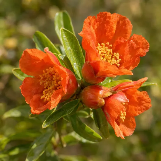 Grenadier sans pépins 'Meknes' (Punica granatum) — fleurs orange vives avec étamines jaunes · Photo d'illustration