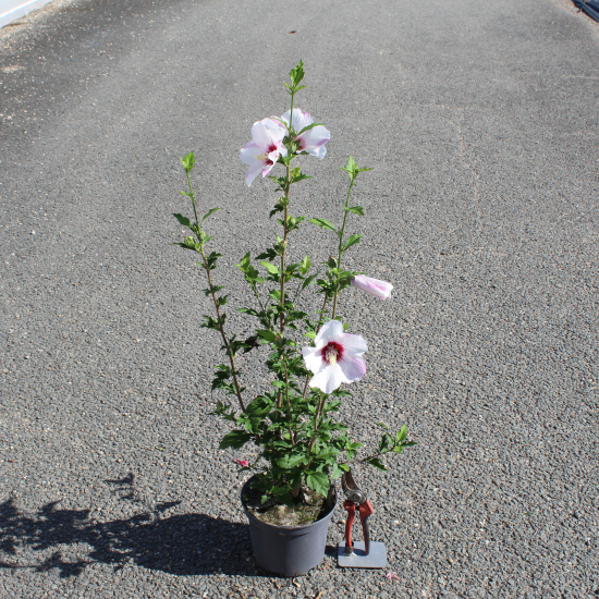 Althéa 'Pinky spot'