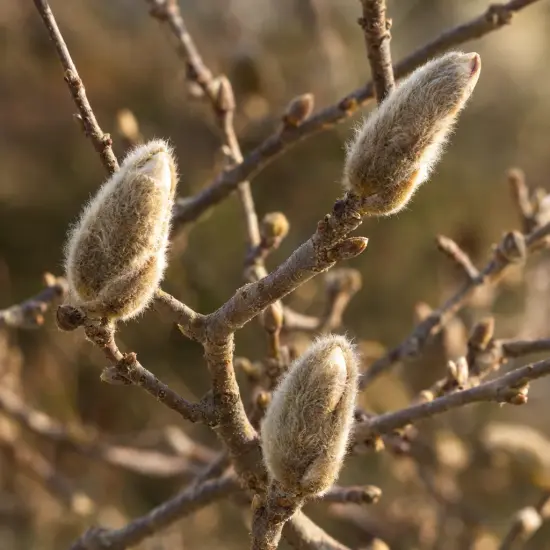 Magnolia étoilé 'Royal star' (Magnolia stellata) — gros plan sur bourgeons duveteux sur branches nues