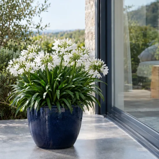Agapanthe 'Nina white' (Agapanthus africanus) — plante fleurie en pot sur terrasse moderne · Photo d'illustration