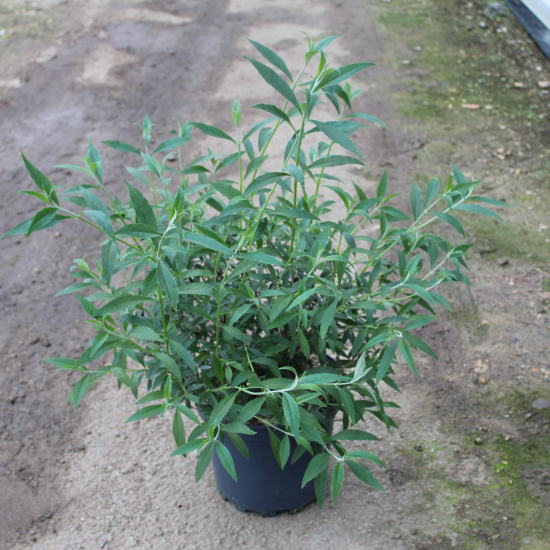 Arbre aux papillons 'Nanho blue bleu azur'